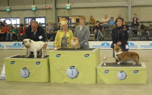 Elfe vom Bruchend - Ehrenring - NL Goes 1