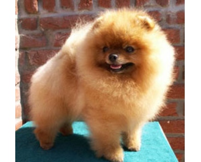 Zwergspitz Breakin All Rules by Gernada 02