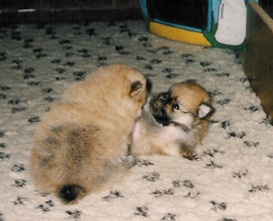 Zwergspitz Eiko und Elfe vom Bruchend 02