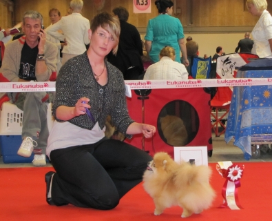 Zwergspitz Elfe Evita vom Bruchend Weltsieger 2010 klein