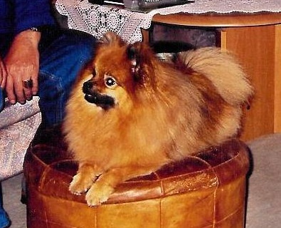 Zwergspitz Frodo vom Bruchend 08