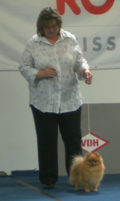 Zwergspitz Hitomi Dyleila vom Bruchend 12