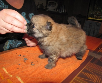 Zwergspitz Kimba vom Bruchen mit 4 Wochen - 02