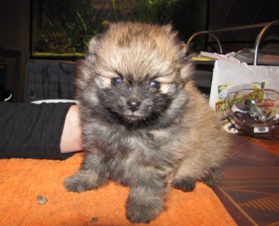 Zwergspitz Kimba vom Bruchen mit 4 Wochen - 03