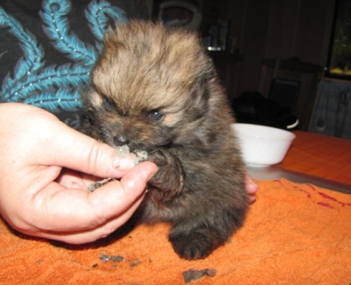 Zwergspitz Kito vom Bruchen mit 4 Wochen - 01