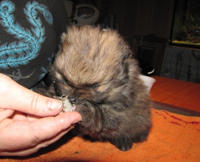 Zwergspitz Kito vom Bruchen mit 4 Wochen - 02