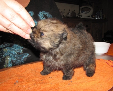 Zwergspitz Kito vom Bruchen mit 4 Wochen - 03