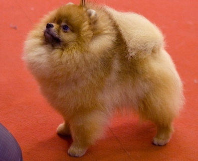 Zwergspitz Troublemaker von Taischan