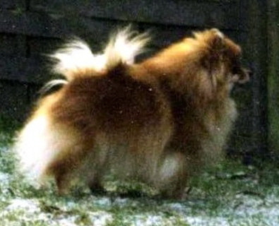 Zwergspitz Ayla vom Bruchend 05