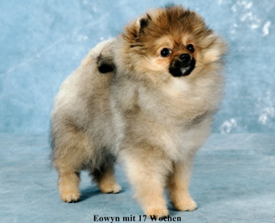 Zwergspitz Eowyn Evita von Taischan 01