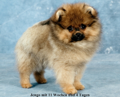 Zwergspitz Jengo Jitu vom Bruchend 01